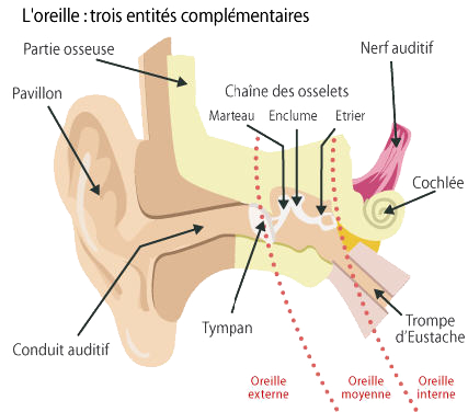 Armor Audition - schéma de l'oreille interne